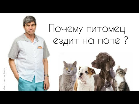 Видео: Почему питомец ездит на попе.