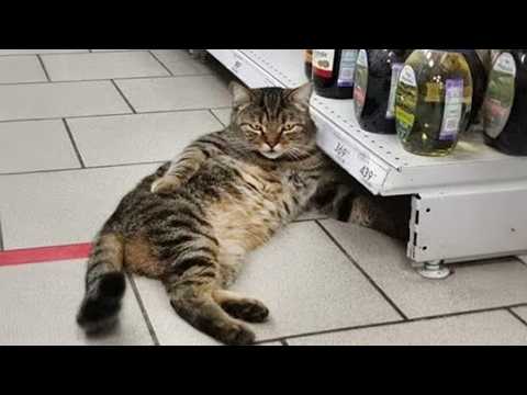 Видео: Вы умрёте от смеха, глядя на этих котов-комиков 😂 Самое смешное видео с котами 2025 года