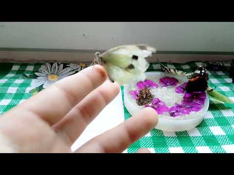 Видео: Красивие бабочки.