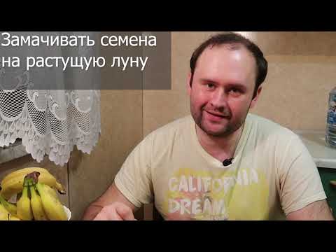 Видео: Выращивание Арбуза и Дыни в Московской обл/ЗАМАЧИВАНИЕ СЕМЯН арбуза / как ПРОРАСТИТЬ СЕМЕНА арбуза