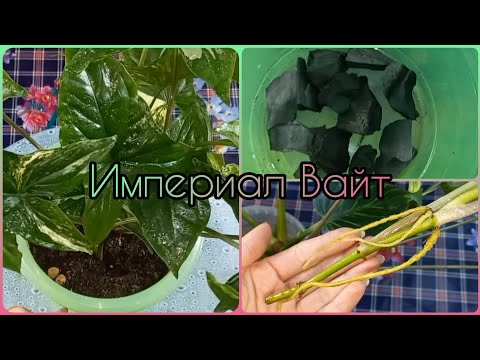 Видео: Неторопливый СИНГОНИУМ Империал Вайт🌱От черенка до куста🌸Особенности сорта🌱Уход🌸Размножение🌱Полив