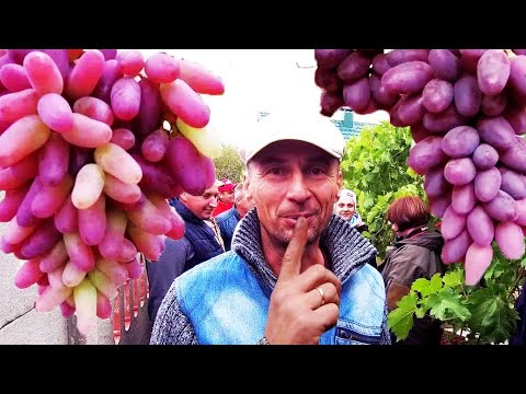 Видео: 🔴🔴Что с Ним не Так? Виноград на юге Беларуси.