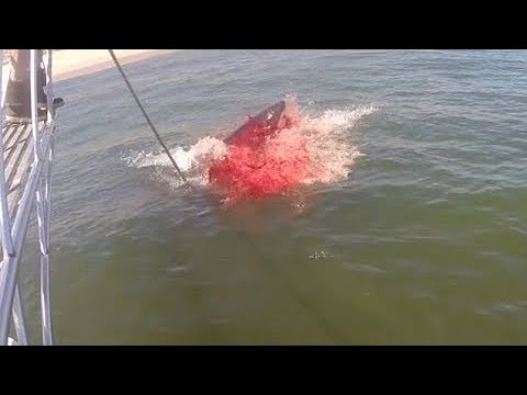 Видео: Большая Белая Акула Схватила 12-Летнего Мальчика с Лодки!