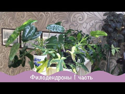 Видео: Филодендроны в моей коллекции. Обзор комнатных растений.