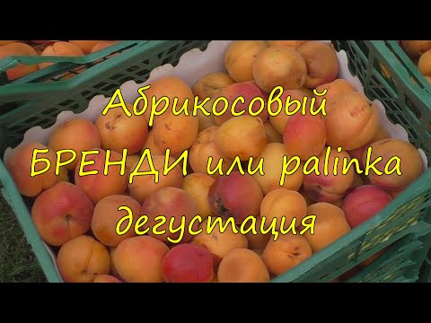 Видео: Абрикосовый бренди или pàlinka. Дегустация.