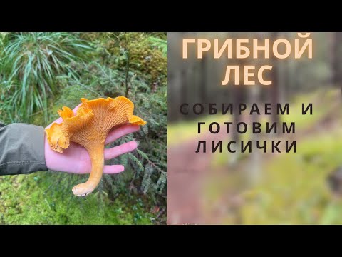 Видео: Столько грибов мы еще не видели😱