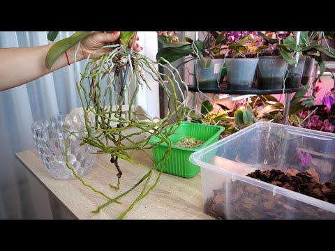 Видео: Пересадка в Дуню ОФИГЕННЫЕ корни орхидеи| Однобокая Анна| Язвочки на канале.