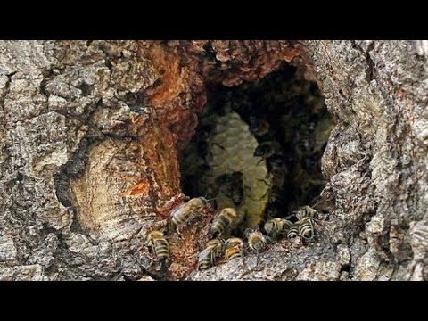 Видео: Конец сезона охоты на куницу. Начало сезона поиска диких пчел. Приманки Путик.