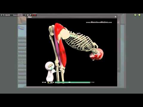 Видео: ПРИСЕДАНИЯ   Мышцы участвующие в приседаниях