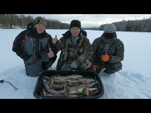 Видео: ПОЛНЫЙ ТАЗИК РЫБЫ)))! ПЕРВЫЙ ЛЁД БЫВАЕТ РАЗНЫЙ, ЗИМНЯЯ РЫБАЛКА ПО ПЕРВОЛЁДКЕ ВСЕГДА В РАДОСТЬ)))!