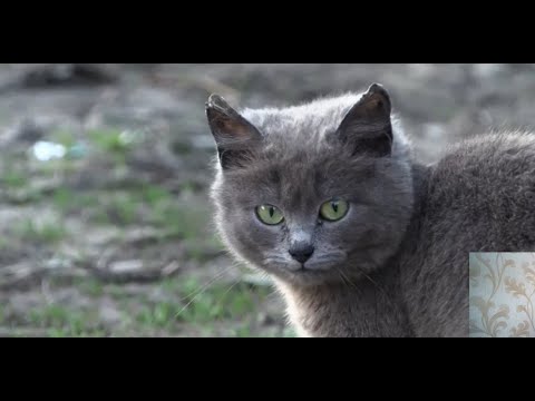 Видео: Ребенок-пироман сжег шесть домов в Саратове (Реакция)