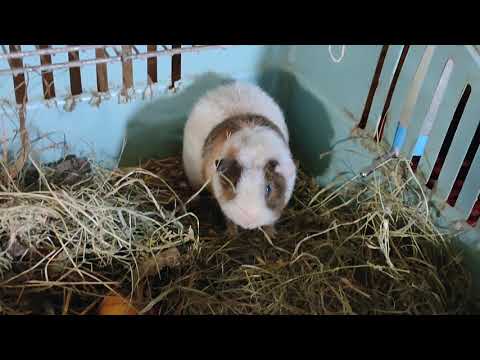 Видео: Золтан и Маркиз первые минуты знакомства - ссаживание 2 самцов #морскиесвинки +79215950848