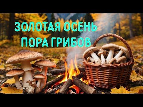 Видео: ЗОЛОТАЯ ОСЕНЬ 🍂 🍁  🍂 🍁 ПРЕКРАСНОЕ ВРЕМЯ ГОДА