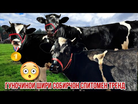 Видео: Тренд Гуночинои Алои ферма Собирчон Спитомен👍 30 октября 2025 г.