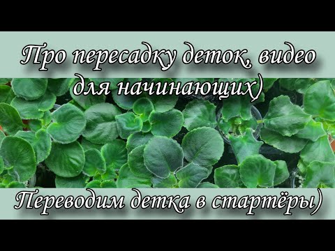 Видео: Пересадка деток фиалки! Переводим детки в стартёры) Видео для начинающих, мой опыт)