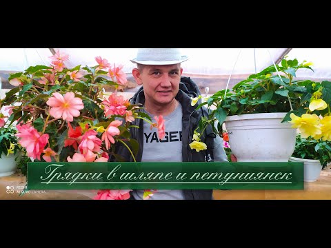 Видео: Бегония. Как сохранить бегонию зимой. Как размножается бегония. Где лучше растет бегония.