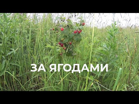 Видео: За ягодами На Вездеходе Катаюсь по полям Ищу Малину Смородину Интересные тучи и красивый закат