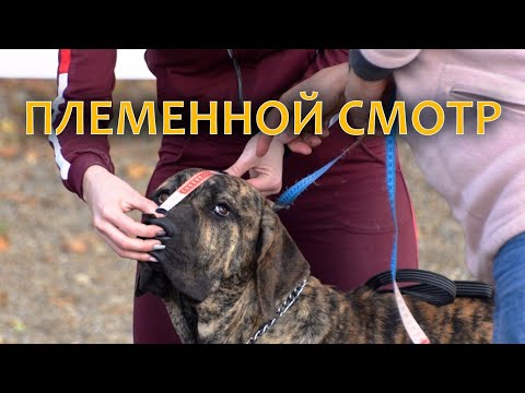 Видео: Племенной смотр