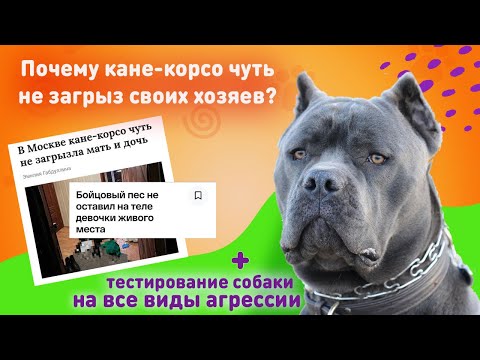 Видео: ⚡️СПЕЦИАЛЬНЫЙ ВЫПУСК⚡️ Кане-корсо чуть не загрыз женщину и ее дочь/Можно ли было избежать трагедии?