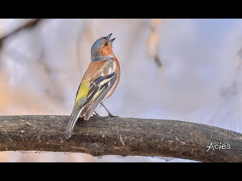 Видео: Весеннее пение Зяблика