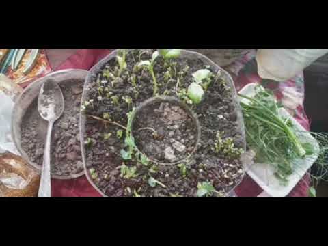 Видео: Микрозелень...! Нетипичное выращивание! Часть 9. 67 серия