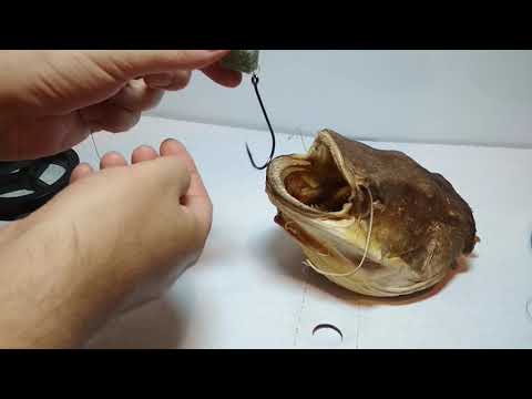 Видео: Как поймать сома.Донка на сома.Лучшая снасть на сома.Сом на донку.На что лучше ловить сома.