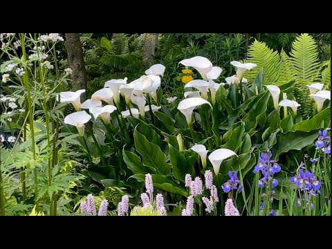 Видео: Выставка Цветов В Челси Лондон (Часть 3) - Chelsea Flower Show 2023 London ( part 3 )