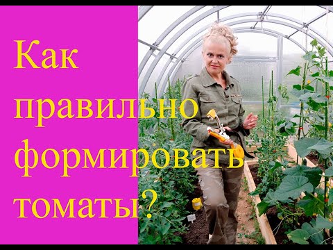 Видео: Как формировать томаты