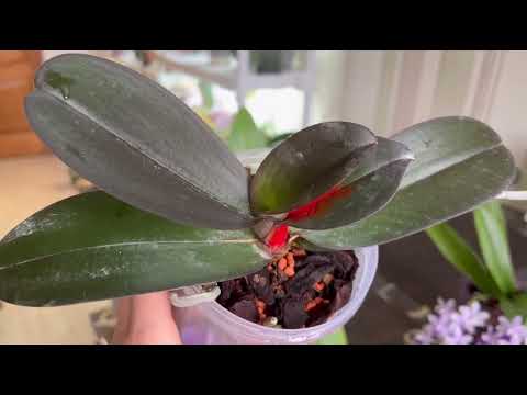 Видео: ПОЛ ЧАСА с ЛЮБИМЫМИ ОРХИДЕЯМИ 🌺🌸🌼🥰 ЛЕЧИМ , ПОЛИВАЕМ , ПРОТИРАЕМ , УДОБРЯЕМ