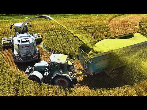 Видео: Измельченная ПШЕНИЦА 2025 CLAAS JAGUAR 980