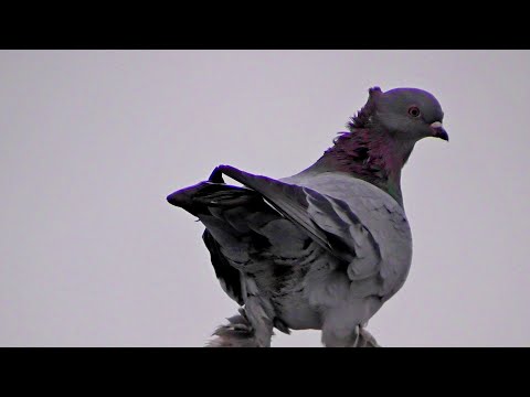 Видео: ЧТО ДЕЛАТЬ? УВОЖУ ГОЛУБЕЙ! ЧТОБ ЯСТРЕБ НЕ ПРИЛЕТАЛ!!! СМОТРИТЕ ДО КОНЦА!