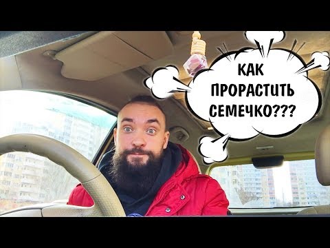 Видео: Обо всем за рулем #17 / Как прорастить семечко / Mr.GrowChannel