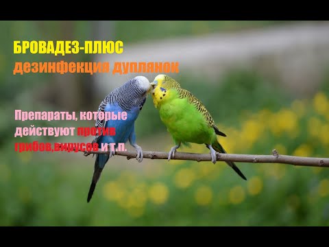 Видео: БРОВАДЕЗ-ПЛЮС для дезинфекции гнёзд. Дезинфекция, деконтаминация, дезинвазия в птицеводстве.