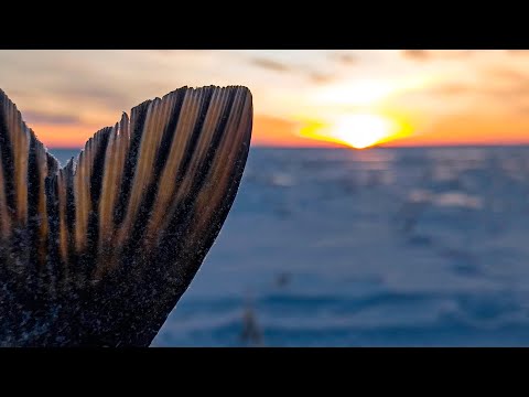 Видео: Провёл ЦЕЛЫЙ ДЕНЬ на ОЗЕРЕ С ЩУКАМИ!! Рыбалка на ЖЕРЛИЦЫ, ОКУНЬ на МОРМЫШКУ!!