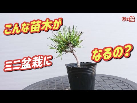 Видео: [Трехлетний саженец черной сосны, превращенный в мини-бонсай!] / Для начинающих / Как сделать бонсай