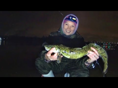 Видео: ЭТО ТРОФЕЙ  Рыбалка на налима  Ловля на донки осенью