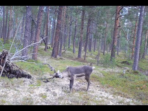 Видео: Рогатые нарушители границы