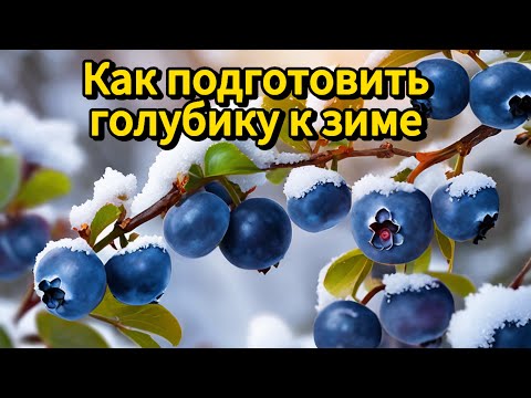 Видео: Как правильно подготовить голубику к зиме.Что нужно сделать осенью с голубикой.