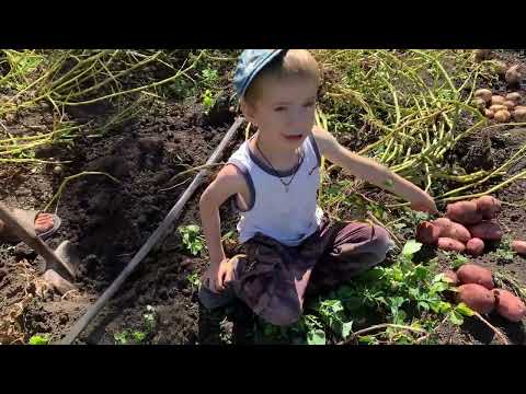 Видео: Картофель Сарпо Мира в 2023 году!