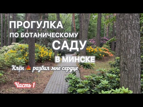 Видео: ШОК в Ботаническом саду Минска! Как один клён довёл меня до слёз… А рододендроны — просто космос!