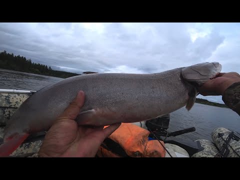 Видео: ТРЫНДЕЦ КАКОЙ ТАЙМЕНЬ, КАК ЗАСОЛИТЬ ТАЙМЕНЯ?