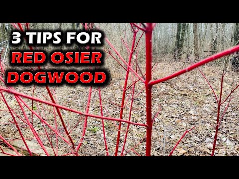 Видео: Красный кизил для оленей: три вещи, которые я узнал