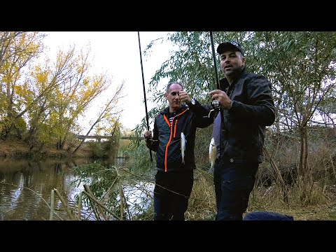 Видео: Нон-стоп акција! Бојникот удира, а рибарите во жесток дуел! #bojnik #skobal #skobalj
