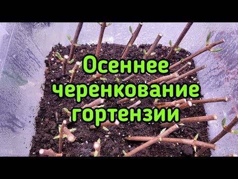 Видео: Осеннее черенкование метельчатой гортензии