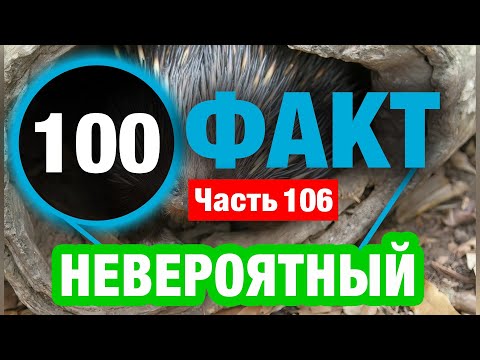 Видео: 100 Впечатляющих Фактов