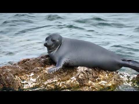 Видео: Байкальские нерпы отдыхают на камнях.