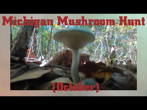 Видео: Грибная охота в Мичигане – октябрь