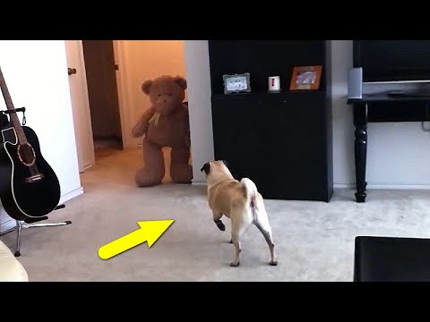 Видео: Удивительные моменты с СОБАКАМИ, снятые на видео!