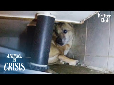 Видео: Злоупотребленный собака спасена до эвтаназии, но живет под осадкой… л Животное в кризисе Ep 331