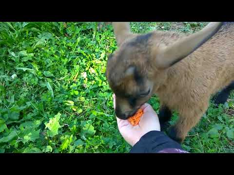 Видео: как кормить козлят без козы, таблица кормления, нормы веса и как измерить вес козы без весов